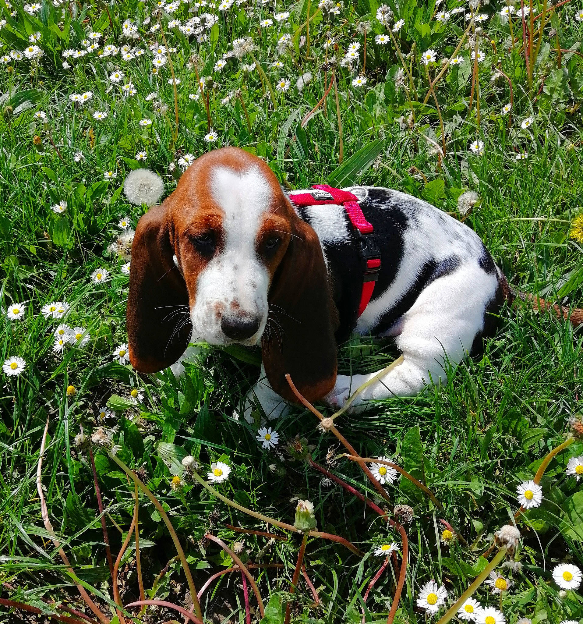 Ulka a rejoint le concours — aidez-le/la à gagner de superbes lots ! canidae, carnivore, collar, companion_dog, dog, dog_breed, flower, grass, groundcover, hound, hunting_dog, liver, meadow, natural_landscape, people_in_nature, plant, scent_hound, sporting_group