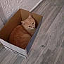 cat, orange_cat, cardboard_box, indoor, floor, wooden_floor, wall, pet, animal, feline, cozy, resting, curled_up, looking_up, domestic, cute, fur, whiskers, ears, snug