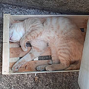 Happy a rejoint le concours — aidez-le/la à gagner de superbes lots ! cat, orange_tabby, sleeping, crate, wooden_box, feline, animal, pet, cozy, resting, fur, paw, whiskers, cute, domestic_cat, indoor, relaxed, snug, closeup, box