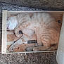 cat, orange_tabby, sleeping, crate, wooden_box, feline, animal, pet, cozy, resting, fur, paw, whiskers, cute, domestic_cat, indoor, relaxed, snug, closeup, box