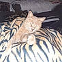 cat, sleeping, blanket, zebra_stripe, cozy, indoor, furniture, couch, pillow, fur, pet, relaxed, animal, paw, home, resting, domestic, cute, comfort, lazy