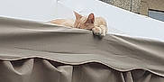 Happy participe au concours pour gagner de l'argent avec cette photo : cat, animal, sleeping, outdoor, canopy, fabric, paw, beige, light_color, relaxing, resting, wall, stone, texture, quiet, calm, daytime, soft_light, urban, pet