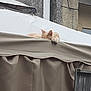 Happy participe au concours pour gagner de l'argent avec cette photo : cat, animal, sleeping, outdoor, canopy, fabric, paw, beige, light_color, relaxing, resting, wall, stone, texture, quiet, calm, daytime, soft_light, urban, pet