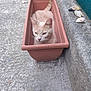 Happy participe au concours pour gagner de l'argent avec cette photo : cat, flower_pot, outdoor, concrete, tail, shells, pet, animal, resting, feline, curious, ears, whiskers, sidewalk, relaxed, small_space, nature, daylight, ground, container