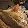 cat, sleeping, blanket, cozy, indoor, feline, pet, resting, soft, fur, closeup, comfort, home, relaxation, couch, warm, animal, nap, quiet, peaceful