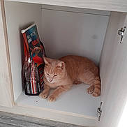 Happy a rejoint le concours — aidez-le/la à gagner de superbes lots ! cat, orange_cat, cabinet, floor, pet_food, goldfish_food, wooden_floor, door_hinge, indoor, animal, feline, resting, pet, curled_tail, paw, fur, domestic_animal, quiet, home, relaxed