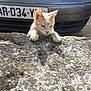 cat, stone_wall, car, volkswagen, license_plate, outdoor, curious, light_fur, paws, vehicle, daylight, focused, animal, pet, road, texture, gray, blue, closeup, nature