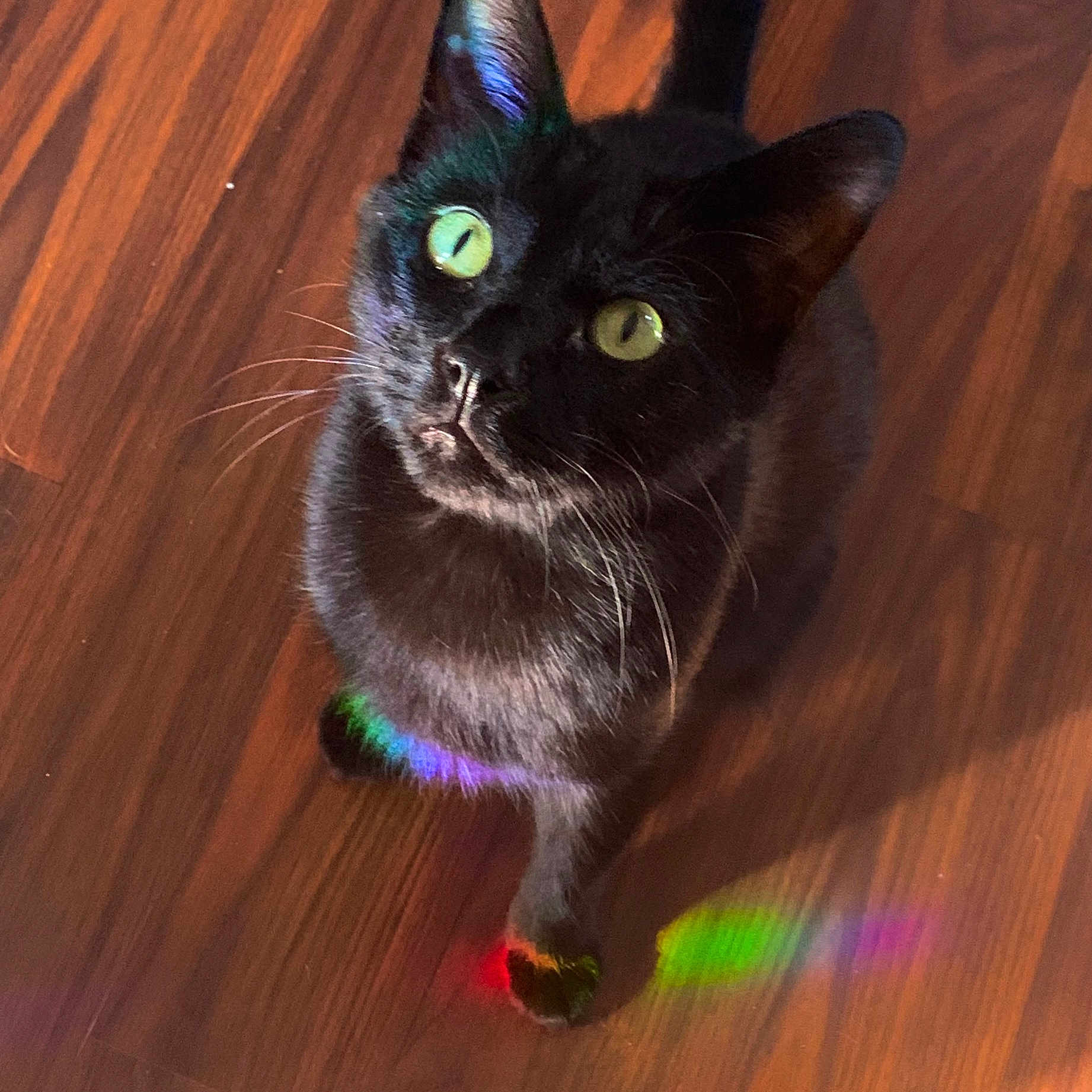 Dracula joined the competition — help win amazing prizes! animal, black_cat, cat, close_up, colorful_light, curious, cute, domestic_cat, feline, flooring, green_eyes, indoor, looking_up, pet, playful, rainbow_reflection, shadow, whiskers, wooden_floor, young_cat