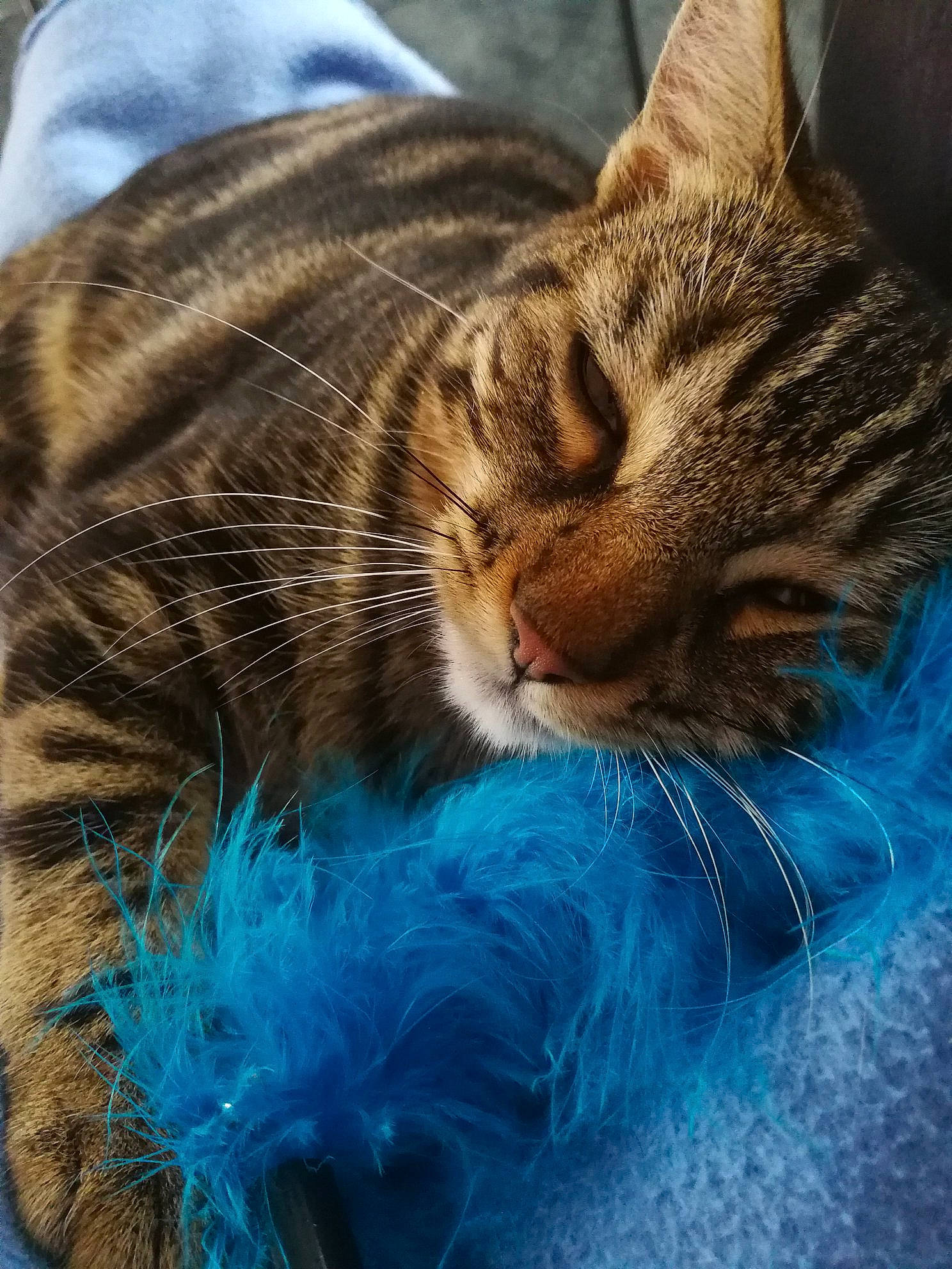 Pitchounette a rejoint le concours — aidez-le/la à gagner de superbes lots ! carnivore, cat, claw, comfort, domestic_short_haired_cat, electric_blue, fawn, felidae, fur, grass, mammal, nap, paw, small_to_medium_sized_cats, snout, tail, terrestrial_animal, vertebrate, whiskers, wildlife