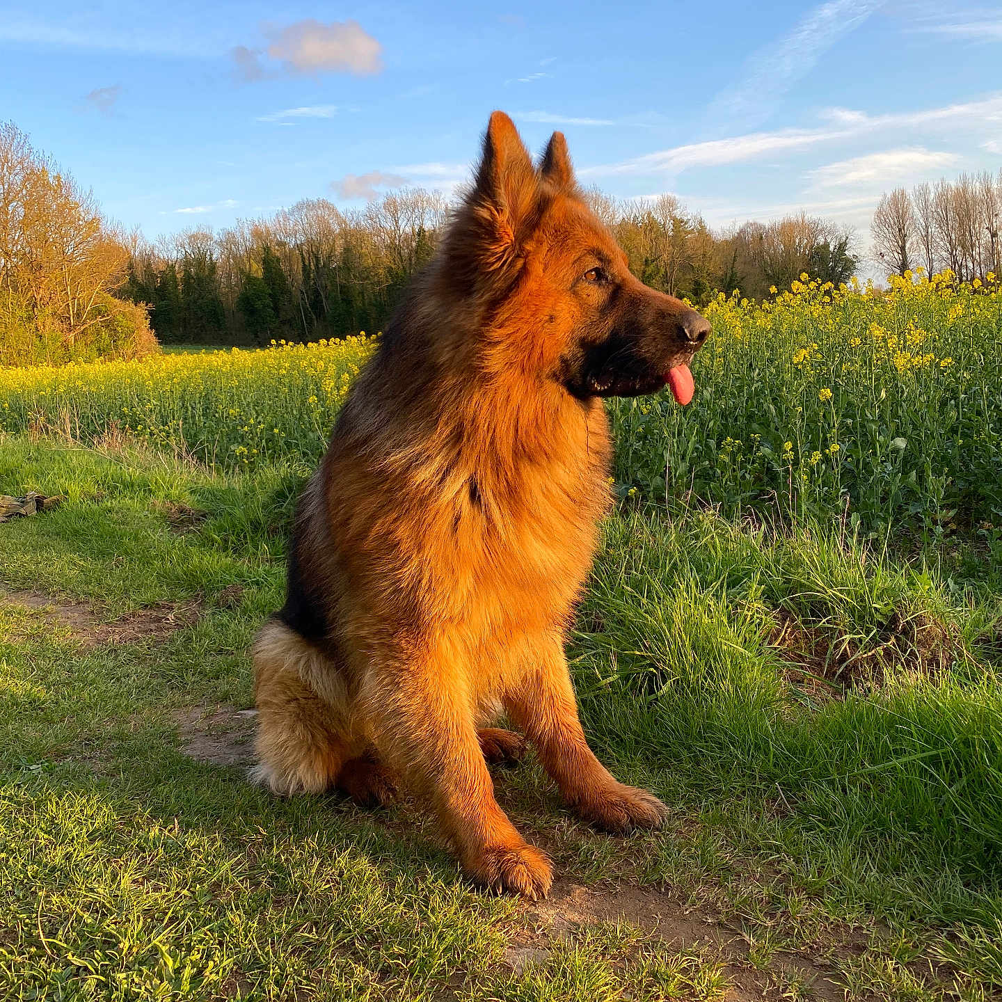 Pogo a rejoint le concours — aidez-le/la à gagner de superbes lots ! animal, canine, countryside, dog, field, germanshepherd, goldenretriever, grass, grassland, meadow, nature, outdoors, pet, plant, policedog, puppy, rural, terrier