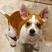 Oddie is registered to the contest to win money with this photo: adorable, animal, brown, canine, companion, curious, cute, dog, domestic, ears, floor, indoor, looking_up, pet, puppy, sitting, small, tile, white, young