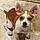 Oddie