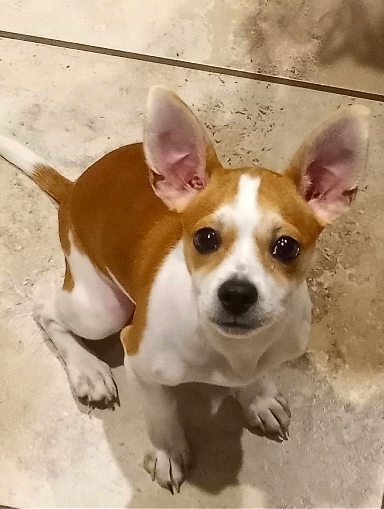 Oddie