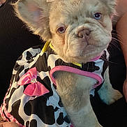 Miracle joined the competition — help win amazing prizes! dog, puppy, costume, cow_print, pink_bow, pet, cute, animal, fashion, accessory, pet_clothing, sitting, close_up, indoor, person_hand, nail_polish, fur, ears, adorable, face