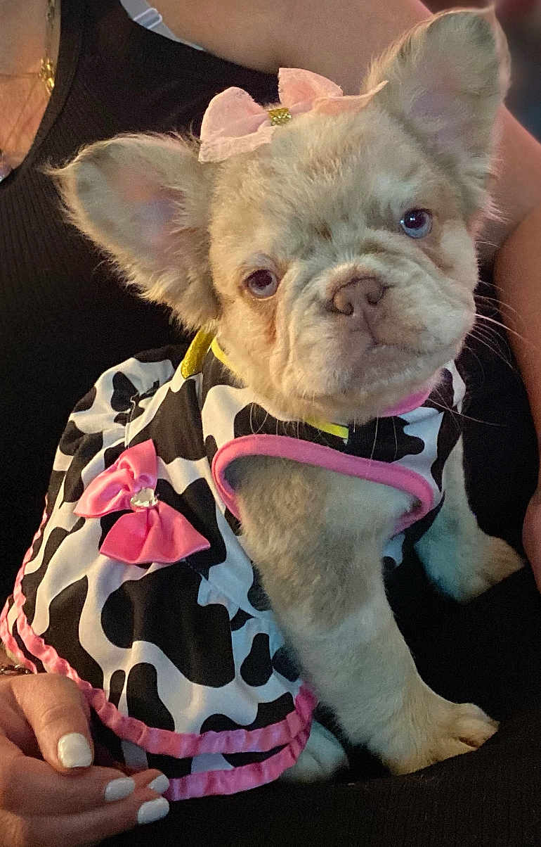 Miracle joined the competition — help win amazing prizes! dog, puppy, costume, cow_print, pink_bow, pet, cute, animal, fashion, accessory, pet_clothing, sitting, close_up, indoor, person_hand, nail_polish, fur, ears, adorable, face