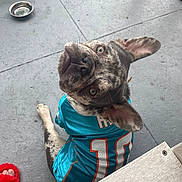 Luna is registered to the contest to win money with this photo: dog, jersey, pet, animal, sitting, gray_floor, water_bowl, curious_look, ears_up, blue_jersey, number_10, domestic_animal, close_up, looking_up, concrete, paw, fur_pattern, indoor, footwear, casual