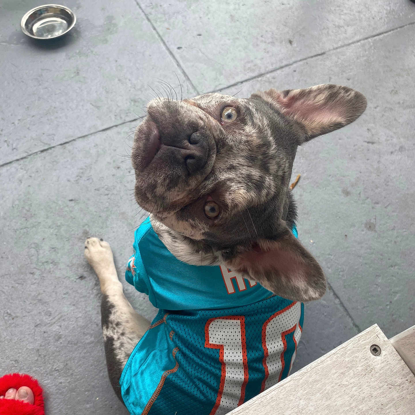 Luna is registered to the contest to win money with this photo: animal, blue_jersey, casual, close_up, concrete, curious_look, dog, domestic_animal, ears_up, footwear, fur_pattern, gray_floor, indoor, jersey, looking_up, number_10, paw, pet, sitting, water_bowl