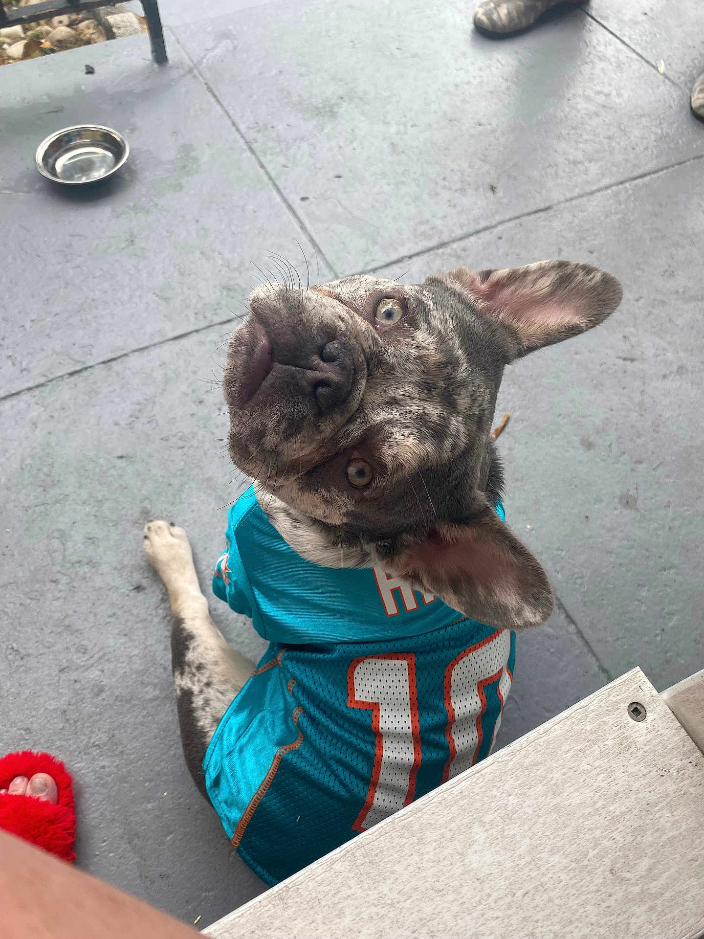 Luna is registered to the contest to win money with this photo: dog, jersey, pet, animal, sitting, gray_floor, water_bowl, curious_look, ears_up, blue_jersey, number_10, domestic_animal, close_up, looking_up, concrete, paw, fur_pattern, indoor, footwear, casual