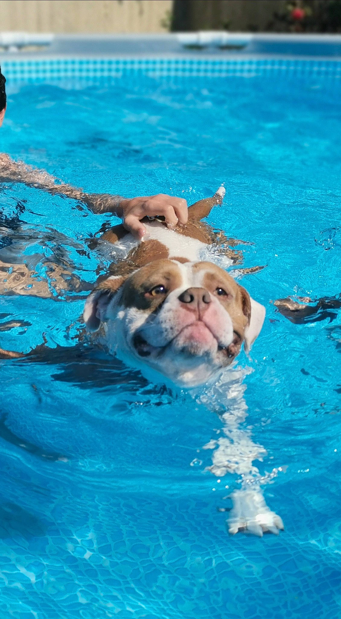 Newton participe au concours pour gagner de l'argent avec cette photo : aqua, ball, canidae, carnivore, dog, dog_breed, fluid, hunting_dog, leisure, leisure_centre, liquid, snout, summer, swimming, swimming_pool, water, working_dog, world