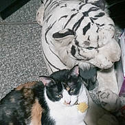 Precious joined the competition — help win amazing prizes! cat, calico_cat, stuffed_animal, white_tiger, plush_toy, carpet, indoor, pet, feline, resting, fur, whiskers, ears, toy, domestic_animal, animal, relaxing, collar, tag, floor