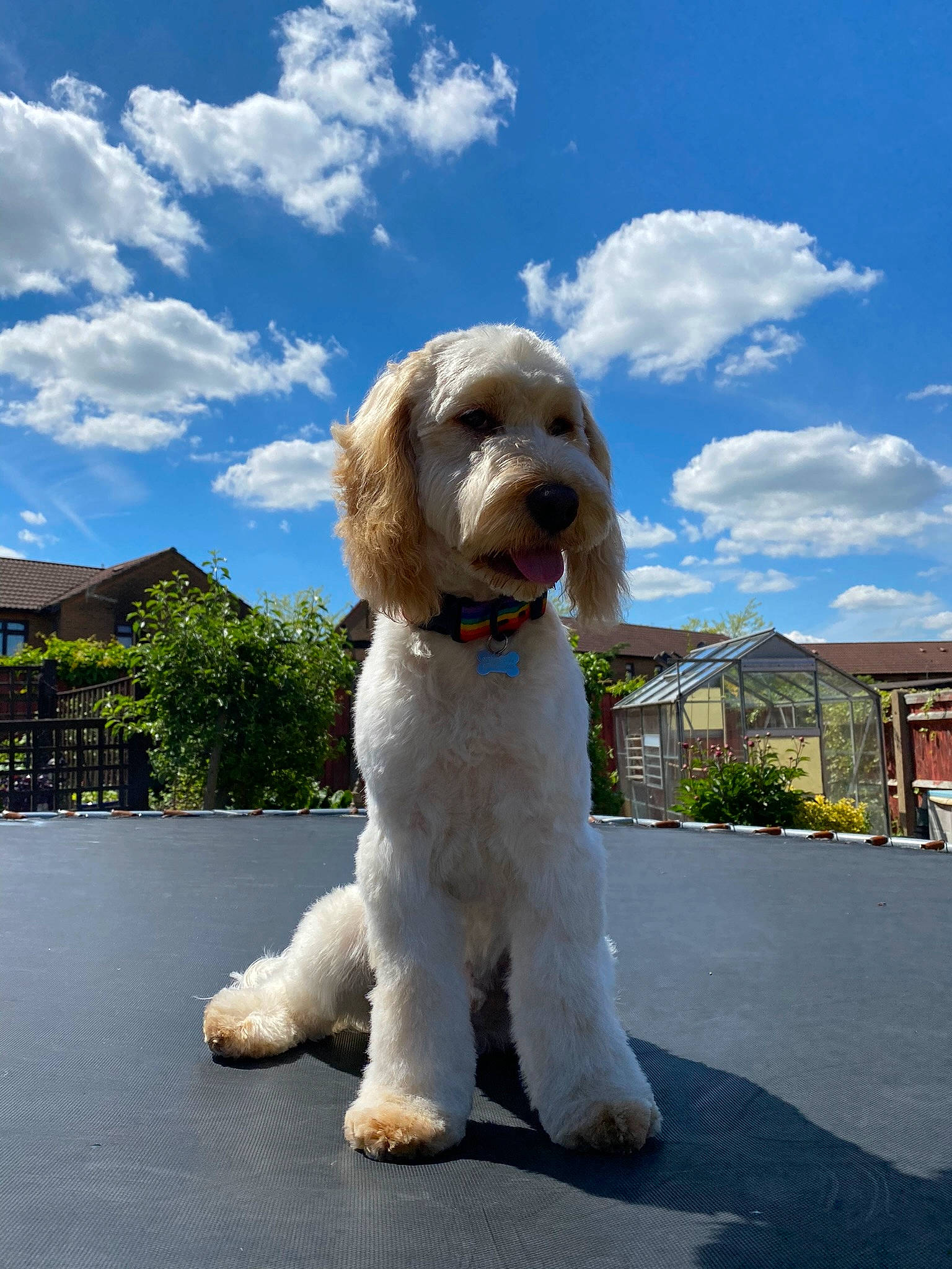 Albie is registered to the contest to win money with this photo: canidae, carnivore, cloud, companion_dog, cumulus, dog, dog_breed, dog_collar, dog_supply, non_sporting_group, plant, poodle, poodle_crossbreed, sky, snout, sporting_group, terrier, toy_dog, tree, water_dog