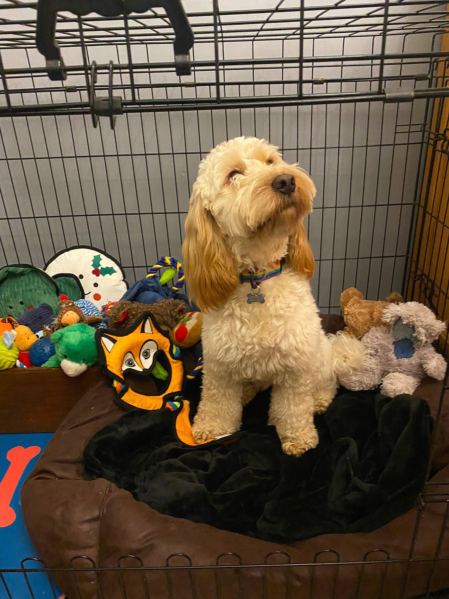 Albie is registered to the contest to win money with this photo: art, canidae, carnivore, companion_dog, dog, dog_breed, dog_clothes, dog_supply, event, fur, pet_supply, poodle, small_terrier, sporting_group, stuffed_toy, terrier, toy, toy_dog, water_dog, working_animal