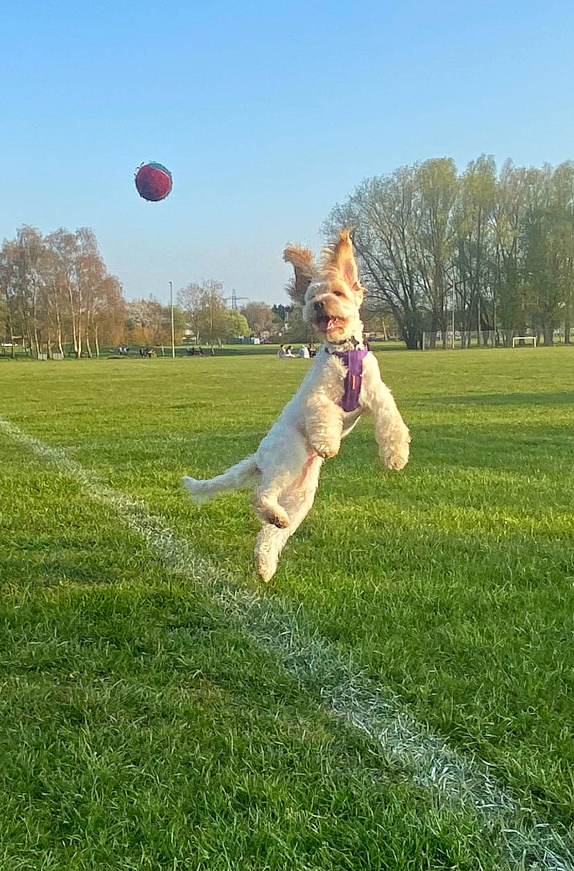 Albie joined the competition — help win amazing prizes! ball, carnivore, companion_dog, dog, dog_breed, fawn, grass, grassland, happy, lawn, leisure, people_in_nature, plant, recreation, sky, sporting_group, sports, sports_equipment, tree, vertebrate