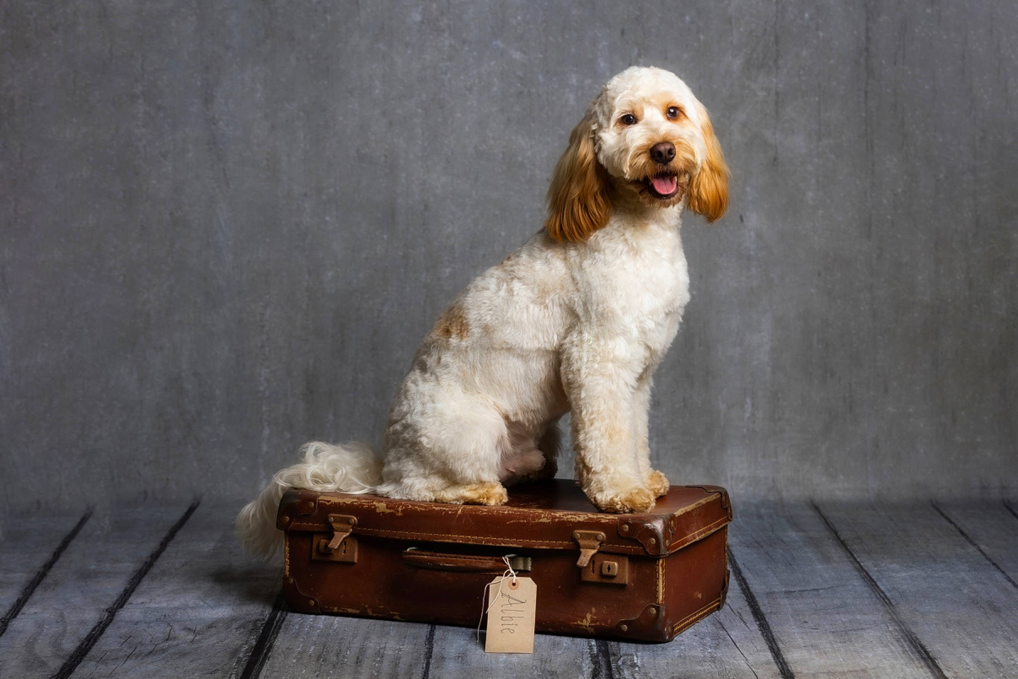 Albie joined the competition — help win amazing prizes! bag, box, briefcase, canidae, carnivore, companion_dog, dog, dog_breed, fur, gun_dog, hardwood, liver, luggage_and_bags, sitting, snout, spaniel, sporting_group, toy_dog, water_dog, wood