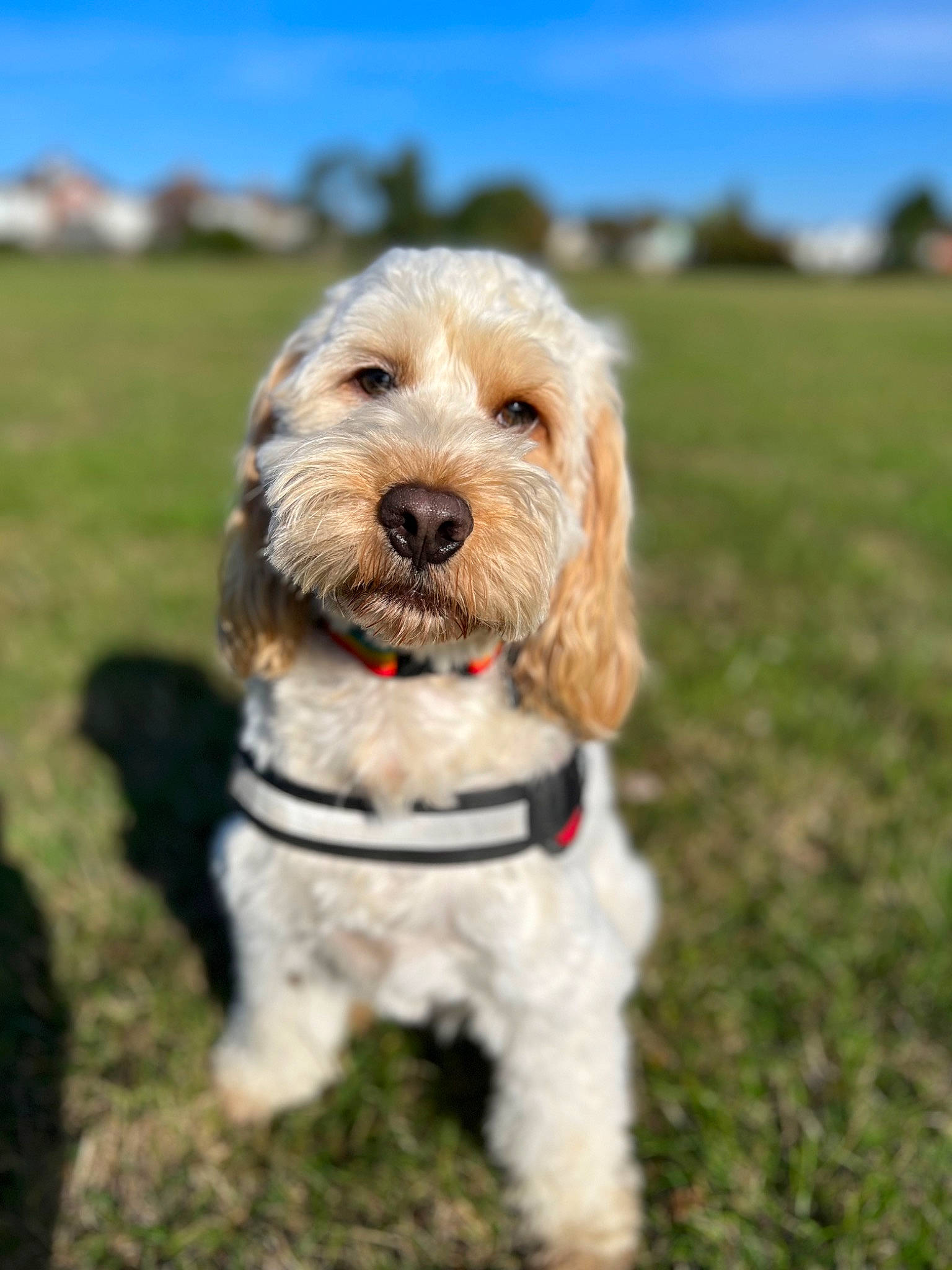 Albie joined the competition — help win amazing prizes! canidae, carnivore, collar, companion_dog, dog, dog_breed, dog_clothes, dog_collar, dog_supply, fashion_accessory, grass, labradoodle, leash, maltepoo, plant, sky, terrier, toy_dog, tree, working_animal