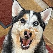 Shadow is registered to the contest to win money with this photo: dog, husky, blue_eyes, happy, smiling, pet, animal, fur, ears, indoors, floor, mat, step, tongue, canine, closeup, portrait, friendly, cute, domestic