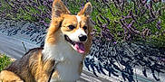 Cado is registered to the contest to win money with this photo: dog, corgi, grass, lavender, flowers, outdoor, sunny, blue_sky, pet, animal, nature, greenery, summer, happy, tongue_out, sitting, leash, garden, daylight, canine