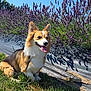 dog, corgi, grass, lavender, flowers, outdoor, sunny, blue_sky, pet, animal, nature, greenery, summer, happy, tongue_out, sitting, leash, garden, daylight, canine