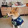 Cado joined the competition — help win amazing prizes! dog, corgi, pet, indoor, carpet, jersey, seattle_seahawks, sportswear, animal, cute, sitting, toy_collection, shelf, living_room, decor, furniture, colorful, side_view, small_dog, happy