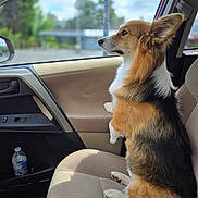 Cado joined the competition — help win amazing prizes! dog, corgi, car, car_seat, window, pet, animal, fur, sitting, side_view, indoor, vehicle_interior, seat_belt, looking_outside, daylight, blurred_background, canine, companion, cute, domestic_animal
