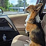 dog, corgi, car, car_seat, window, pet, animal, fur, sitting, side_view, indoor, vehicle_interior, seat_belt, looking_outside, daylight, blurred_background, canine, companion, cute, domestic_animal