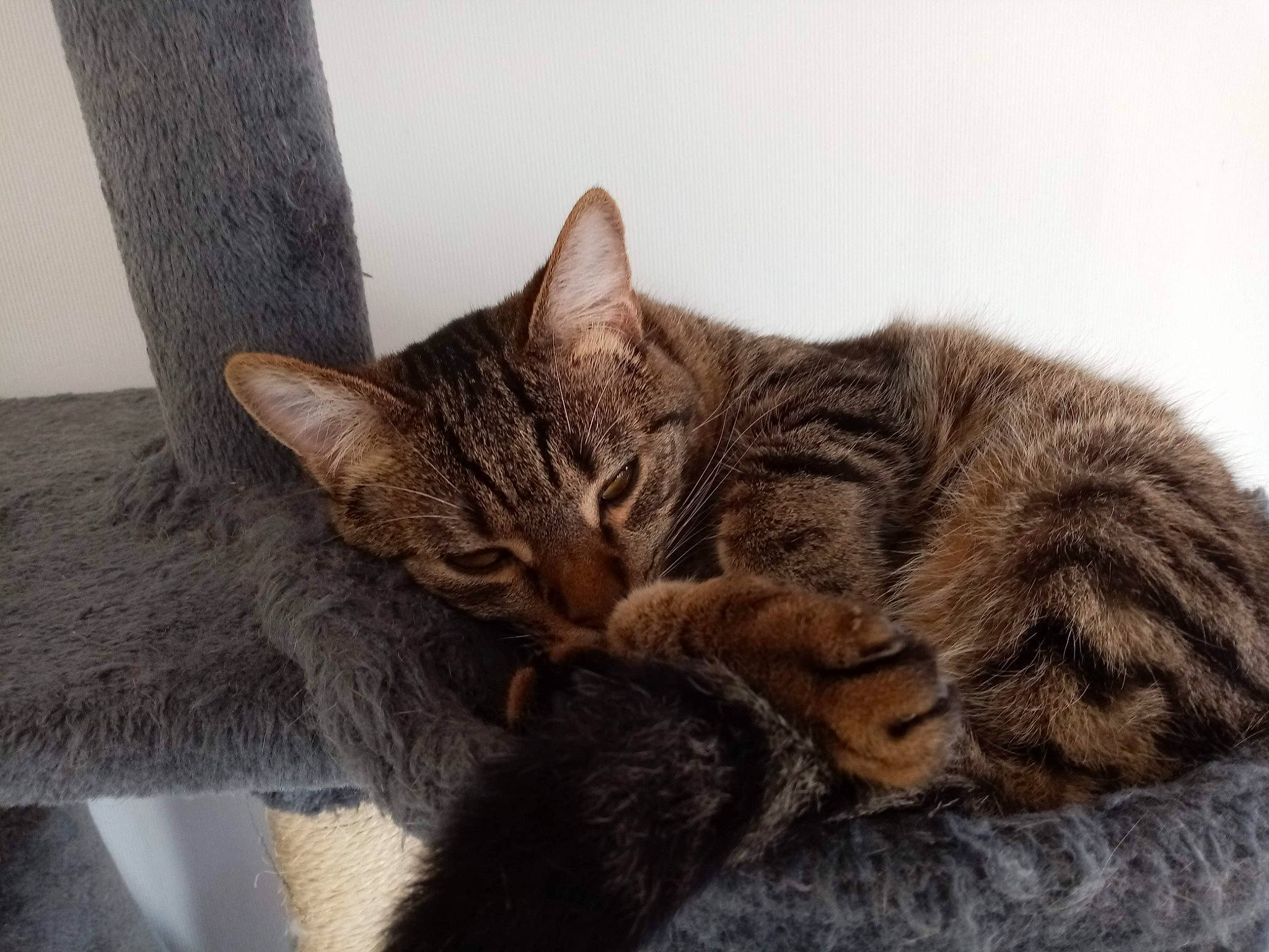 Vanille participe au concours pour gagner de l'argent avec cette photo : carnivore, cat, claw, comfort, domestic_short_haired_cat, ear, felidae, fur, nap, paw, sleep, small_to_medium_sized_cats, snout, tail, terrestrial_animal, tree, trunk, whiskers