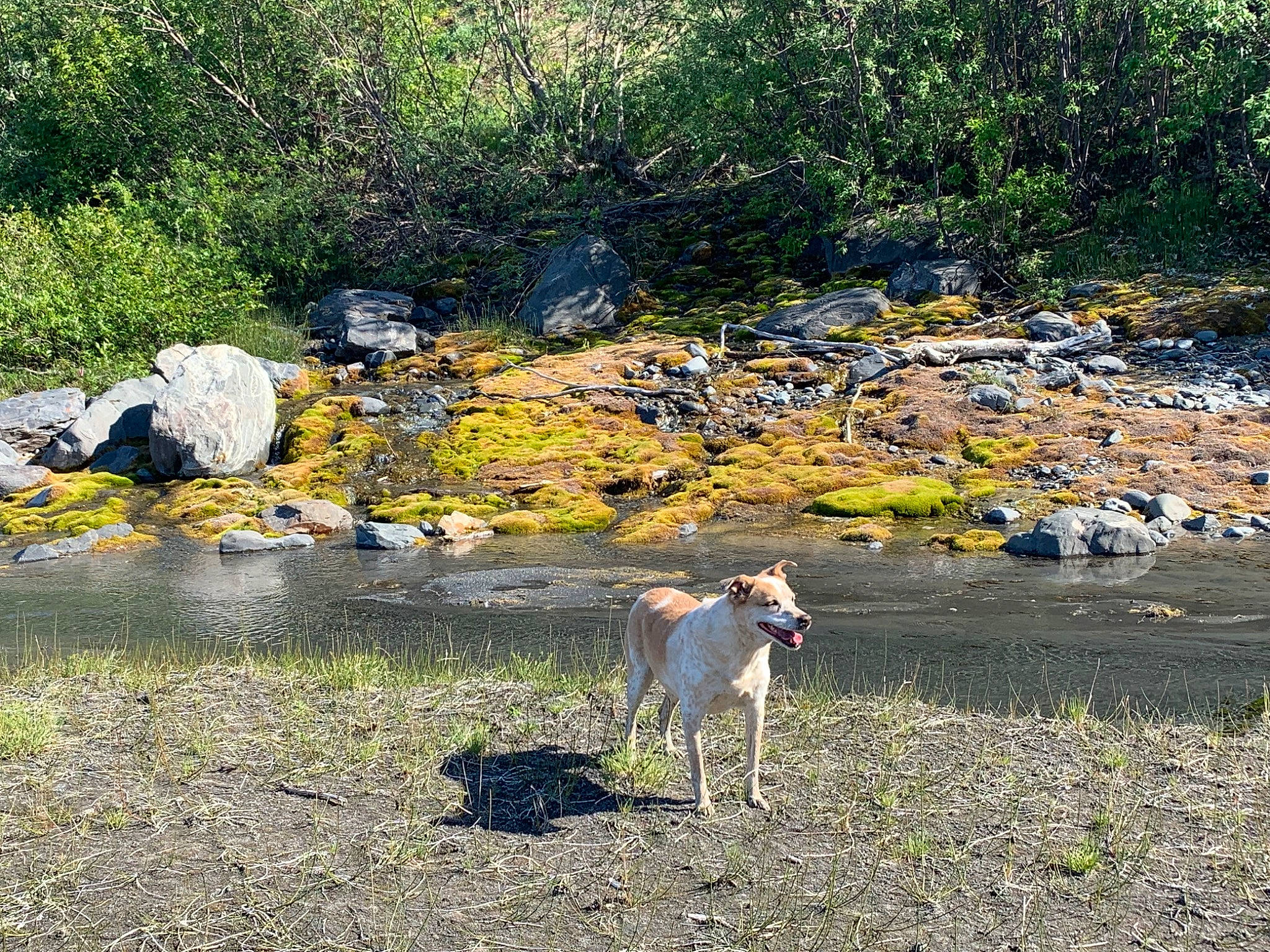 Anakin is registered to the contest to win money with this photo: bank, bedrock, canidae, carnivore, dog, fawn, fluvial_landforms_of_streams, grass, grassland, groundcover, landscape, natural_landscape, nature_reserve, plant, plant_community, soil, sporting_group, terrestrial_animal, wildlife, working_animal