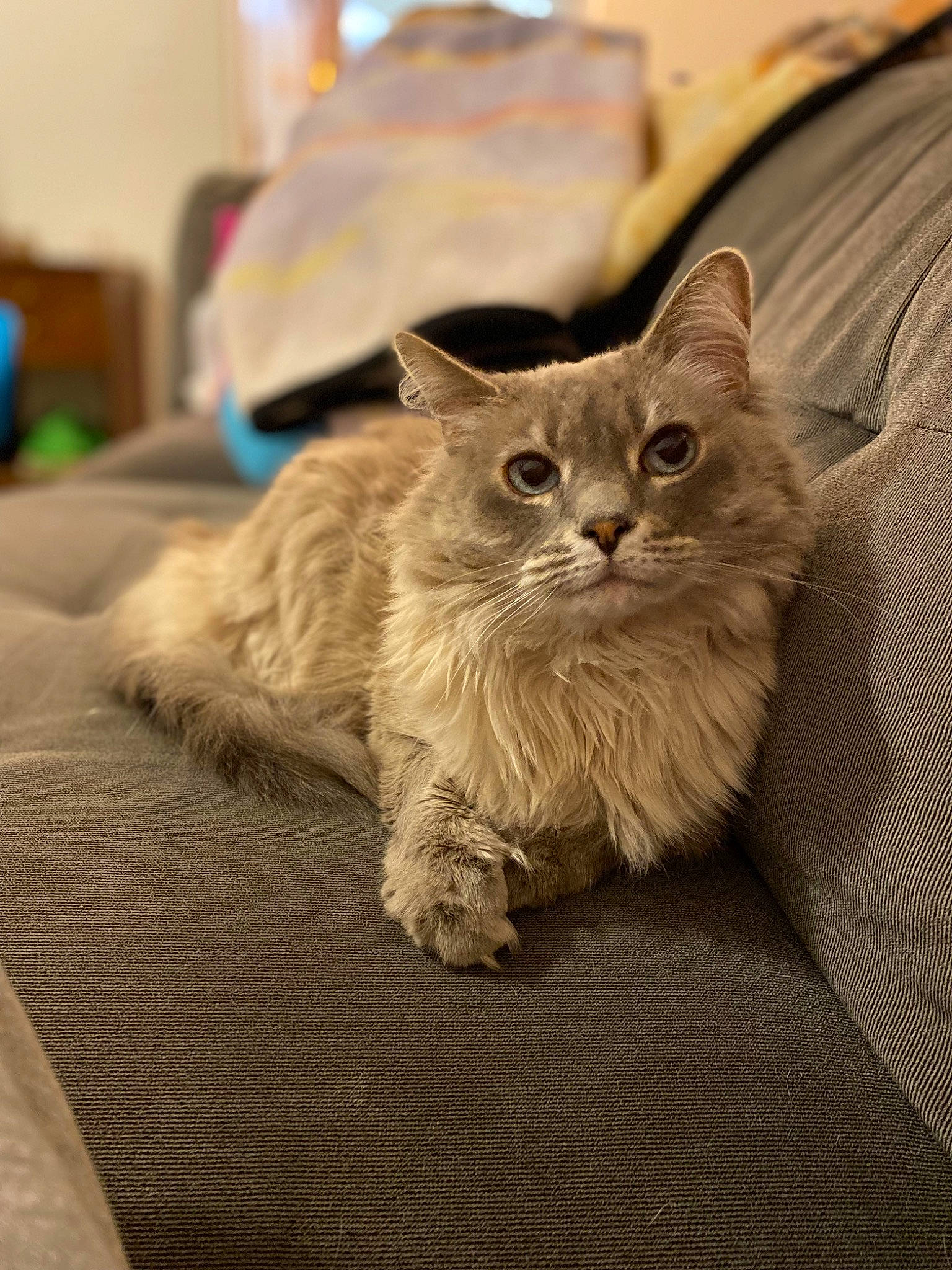 Blaze joined the competition — help win amazing prizes! british_longhair, carnivore, cat, claw, comfort, domestic_short_haired_cat, fawn, felidae, fur, grey, paw, sitting, small_to_medium_sized_cats, snout, tail, whiskers, wood