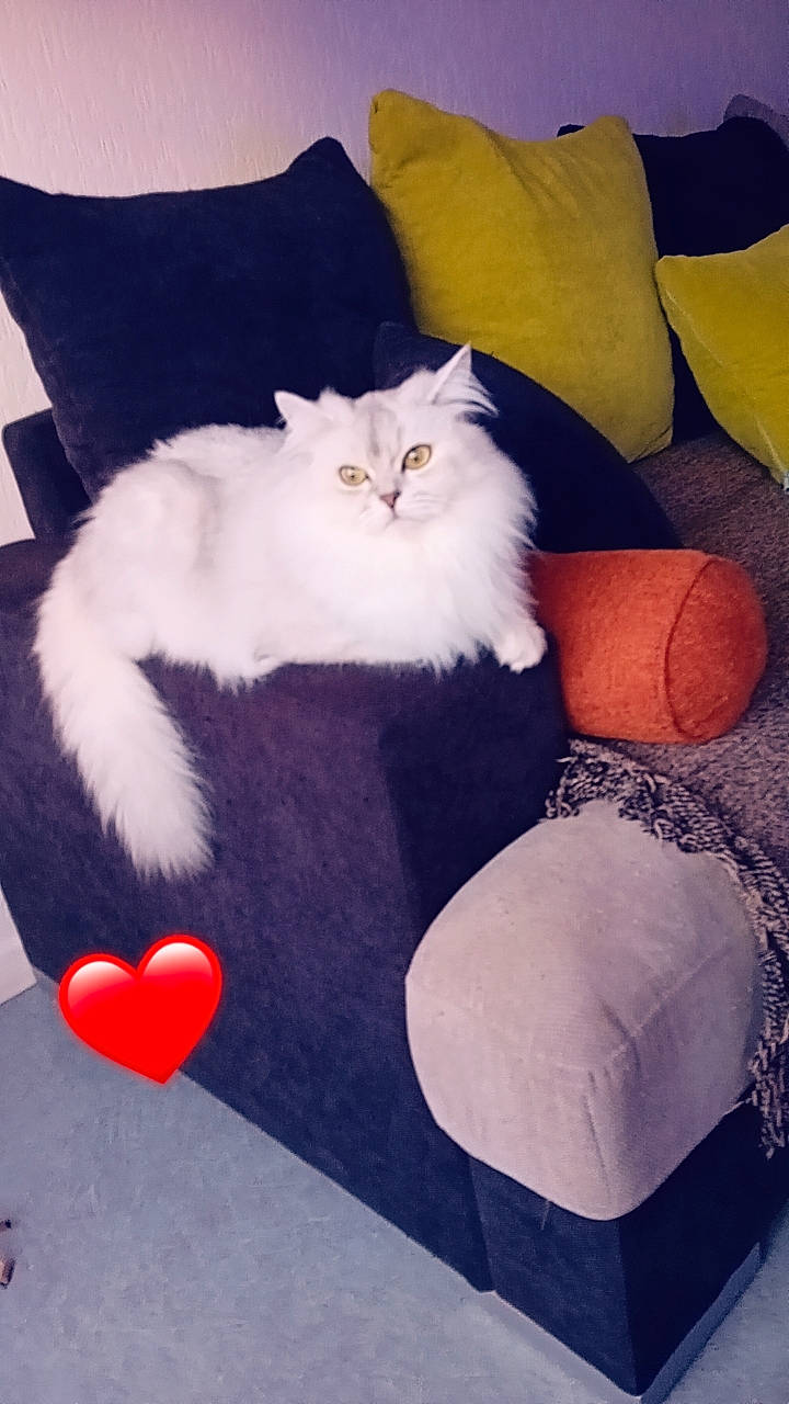 Youki participe au concours pour gagner de l'argent avec cette photo : bag, bed, bed_sheet, bedding, carnivore, cat, comfort, felidae, foot, fur, human_leg, linens, luggage_and_bags, paw, pillow, room, small_to_medium_sized_cats, tail, textile, whiskers