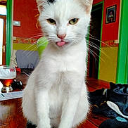 Pépette participe au concours pour gagner de l'argent avec cette photo : animal, black_spot, cat, closeup, colorful_walls, cute, domestic_cat, fur, green_door_frame, house, indoor, orange_wall, pet, playful, sitting, table, tongue_out, whiskers, white_cat, wooden_table