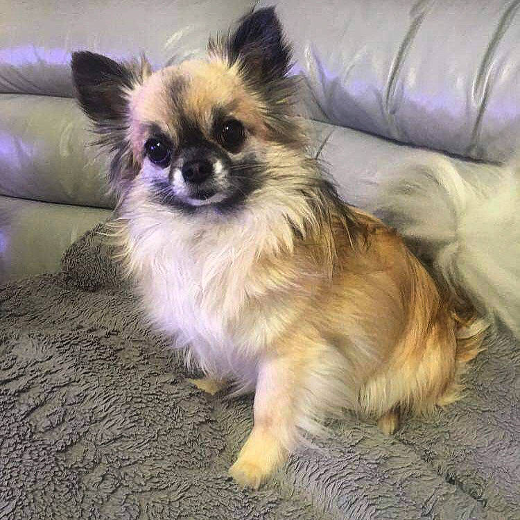 Buddy is registered to the contest to win money with this photo: canidae, carnivore, companion_dog, couch, dog, dog_breed, dog_supply, fawn, fur, natural_material, non_sporting_group, puppy, purple, snout, studio_couch, toy_dog, vertebrate, whiskers, working_animal