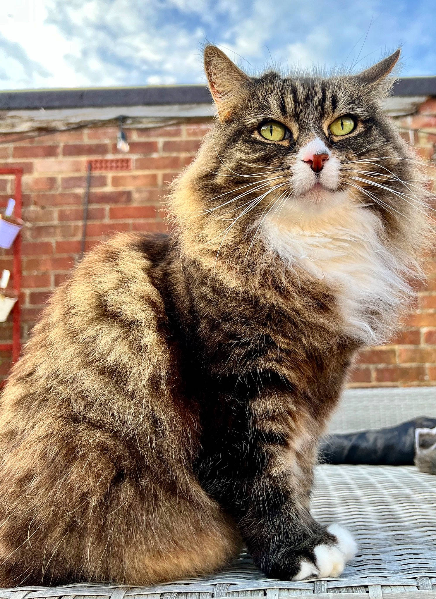 Prim is registered to the contest to win money with this photo: carnivore, cat, claw, cloud, domestic_short_haired_cat, felidae, fur, paw, road_surface, siberian, sitting, sky, small_to_medium_sized_cats, snout, street, tail, terrestrial_animal, whiskers, wood