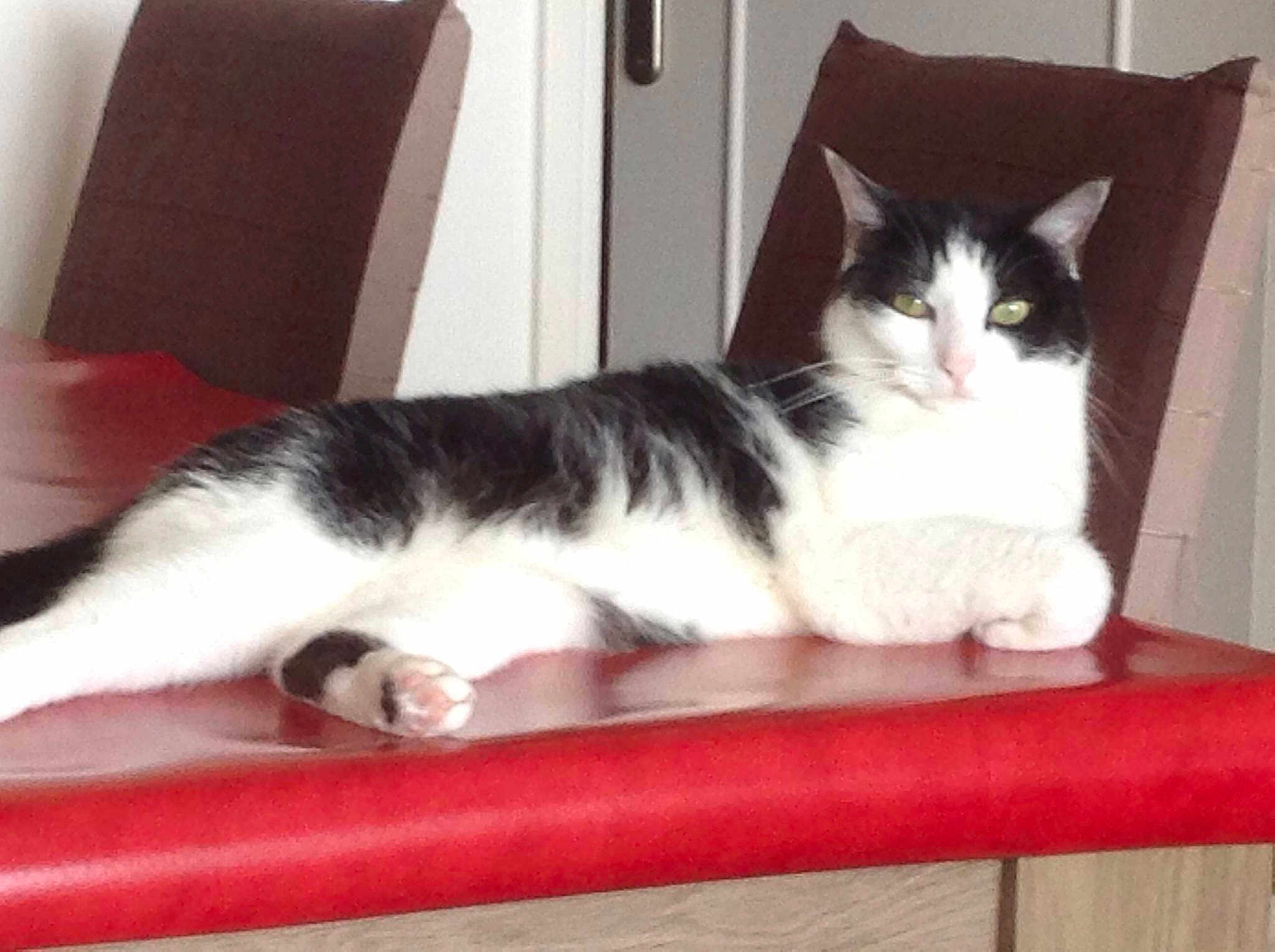 Zazie a rejoint le concours — aidez-le/la à gagner de superbes lots !