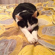 Zazie a rejoint le concours — aidez-le/la à gagner de superbes lots !