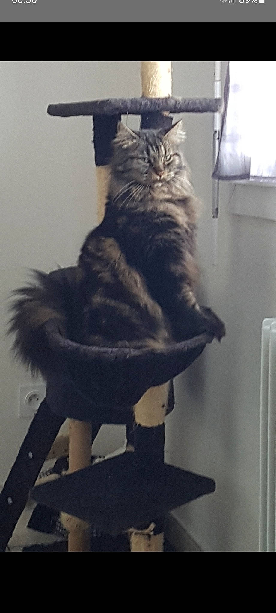 Atos a rejoint le concours — aidez-le/la à gagner de superbes lots ! art, black_cat, cat, costume_hat, domestic_short_haired_cat, fashion_design, feather, felidae, fur, fur_clothing, grey, headgear, natural_material, small_to_medium_sized_cats, tail, whiskers, window