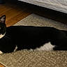 Cooper joined the competition — help win amazing prizes! animal, bed, bedroom, black_and_white, carpet, cat, feline, green_eyes, hardwood_floor, indoor, lounging, lying_down, pet, pink_collar, portrait, relaxed, rug, sunlight, tuxedo_cat, whiskers