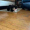 animal, armchair, bed, bedroom, bell, black_and_white, cat, cozy, furniture, hardwood_floor, home, indoors, looking_at_camera, nightstand, pet, pink_collar, rug, sitting, tuxedo_cat, whiskers