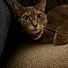 Sketti is registered to the contest to win money with this photo: cat, gray_cat, pet, whiskers, close_up, feline, animal, indoor, couch, fabric, texture, eyes, ears, collar, resting, comfort, domestic, cute, fur, relaxed