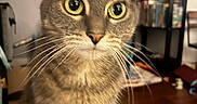Sketti joined the competition — help win amazing prizes! cat, tabby, whiskers, indoor, bookshelf, books, wooden_floor, curious, pet, animal, feline, closeup, eyes, fur, domestic_cat, sitting, household, cozy, portrait, mammal
