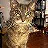 cat, tabby, whiskers, indoor, bookshelf, books, wooden_floor, curious, pet, animal, feline, closeup, eyes, fur, domestic_cat, sitting, household, cozy, portrait, mammal